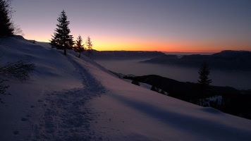 Snowy winter scene with pine trees