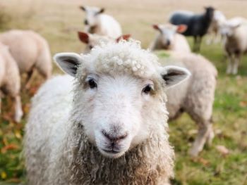 Cute baby sheep