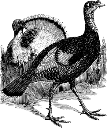 Drawing of a turkey
