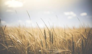 Wheat