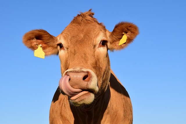 Cow licking its lips